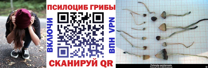 Галлюциногенные грибы Psilocybe Бронницы